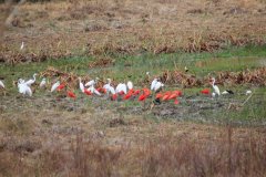 06-Herons and scarlet ibises